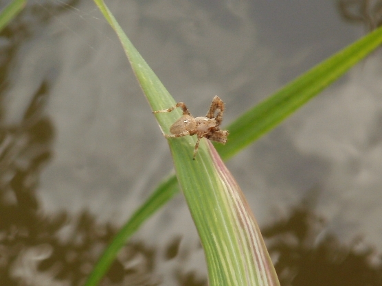 Araneus sp.